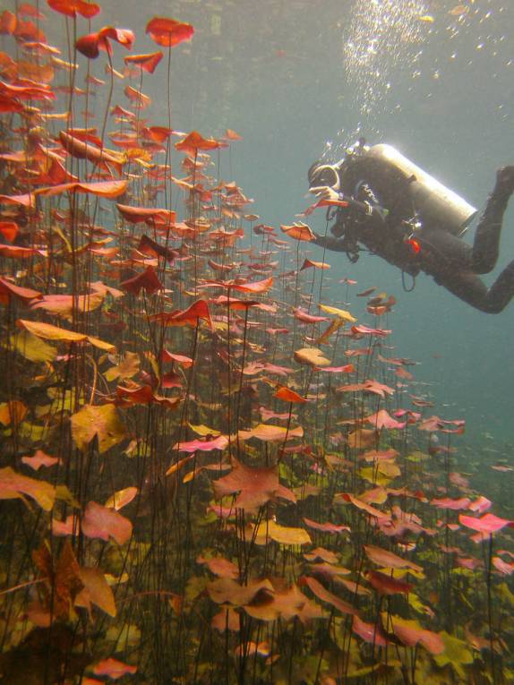 A colorida vegetação da parte iluminada do Cenote Car Wash, em Tulum, no Yucatán, sul do México